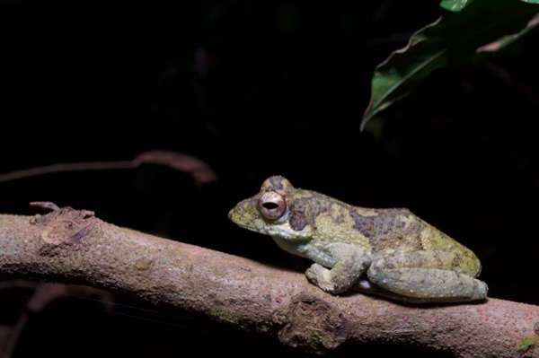 African Foam-nest Frog (Chiromantis rufescens)