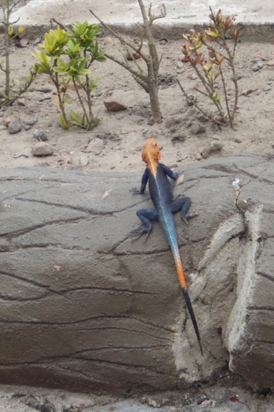 West African Rainbow Lizard (Agama picticauda)