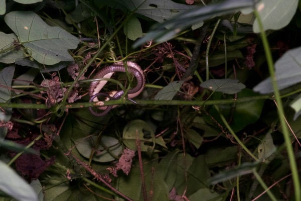 Thirteen-scaled Green Snake (Philothamnus carinatus)