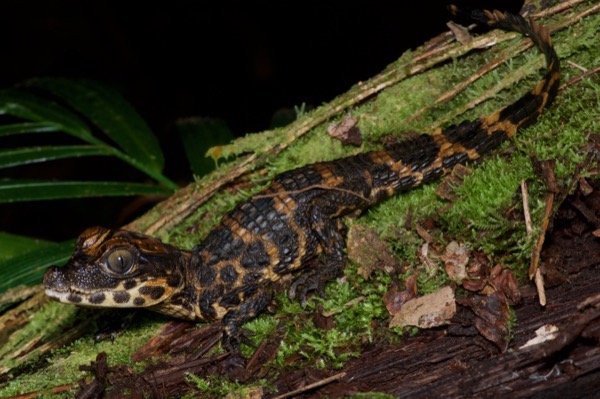 West African Dwarf Crocodile (Osteolaemus tetraspis)