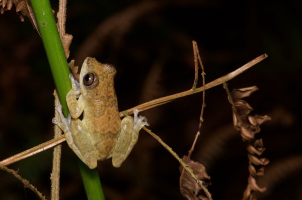 Bobiri Reed Frog (Hyperolius bobirensis)