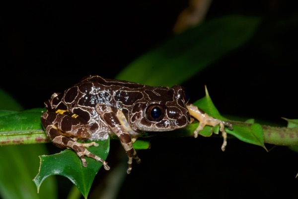 Ivory Coast Running Frog (Kassina arboricola)