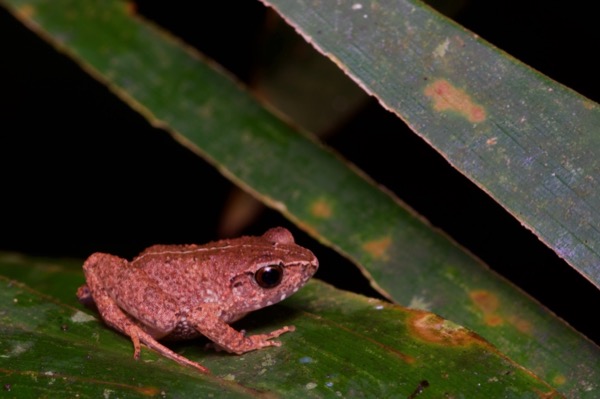 unidentified species (Arthroleptis sp)