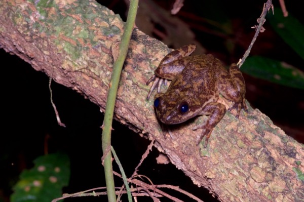 Atewa Slippery Frog (Conraua sagyimase)