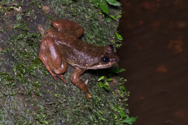 Atewa Slippery Frog (Conraua sagyimase)