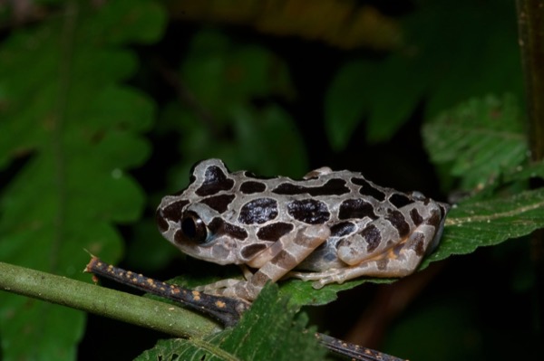 Ivory Coast Running Frog (Kassina arboricola)