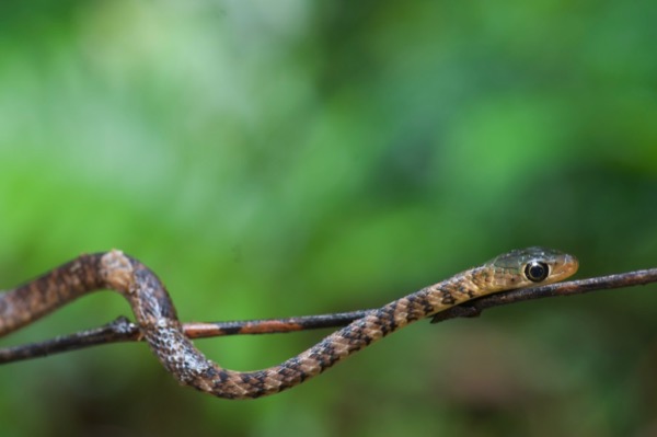 Thirteen-scaled Green Snake (Philothamnus carinatus)