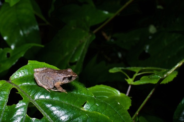 unidentified species (Arthroleptis sp)