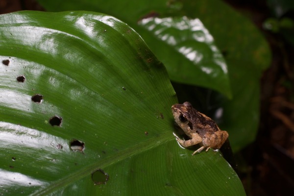 unidentified species (Arthroleptis sp)