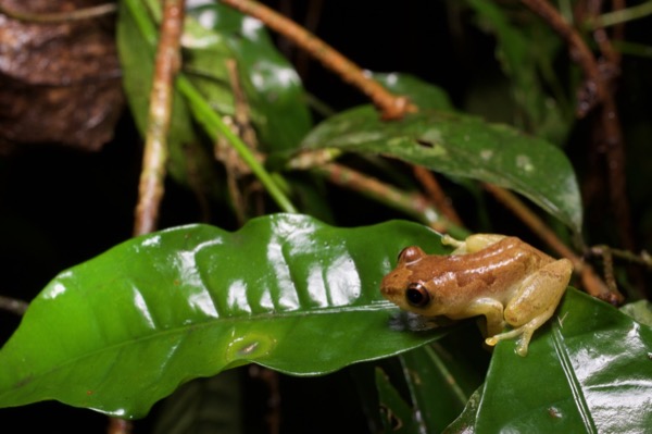 Bobiri Reed Frog (Hyperolius sylvaticus)