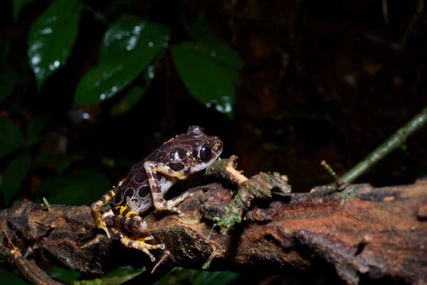 Ivory Coast Running Frog (Kassina arboricola)