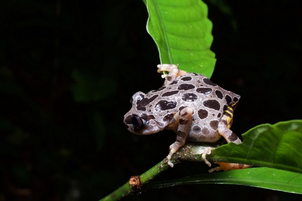 Ivory Coast Running Frog (Kassina arboricola)