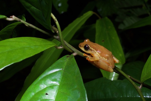 Bobiri Reed Frog (Hyperolius sylvaticus)