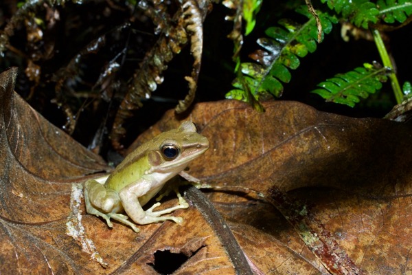 Lesser White-lipped Frog (Amnirana parva)