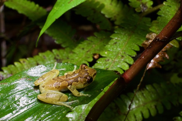 Bobiri Reed Frog (Hyperolius sylvaticus)