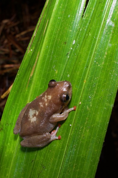 unidentified species (Afrixalus sp 1)