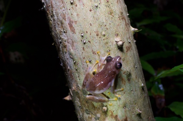 unidentified species (Afrixalus sp 2)