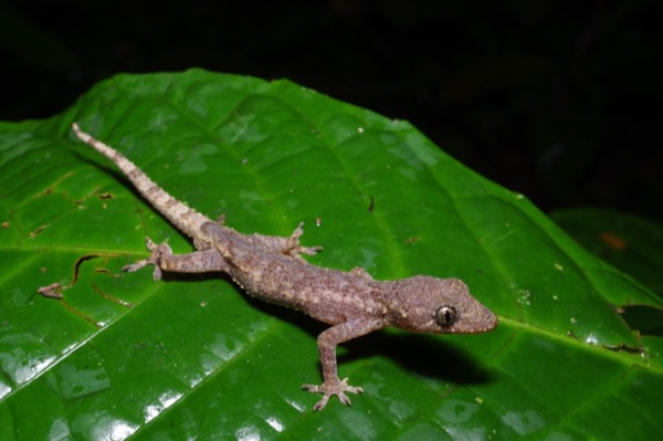 unidentified species (Hemidactylus sp)