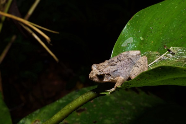 unidentified species (Arthroleptis sp)