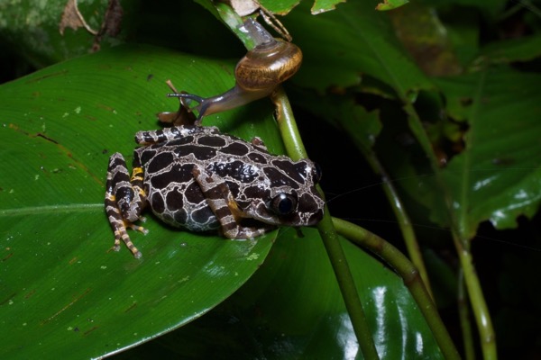 Ivory Coast Running Frog (Kassina arboricola)