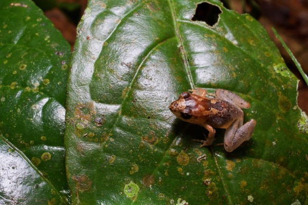 unidentified species (Arthroleptis sp)