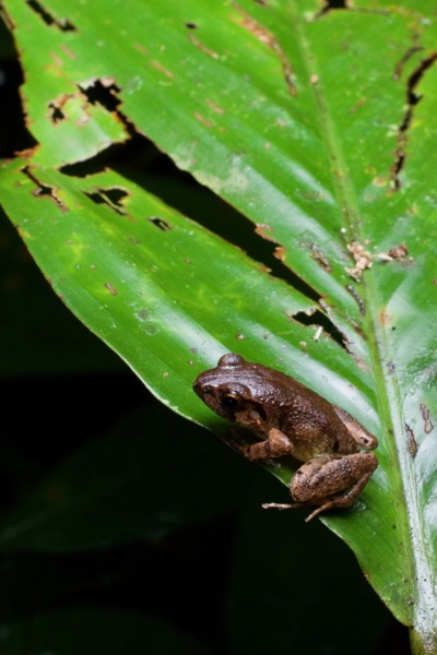 unidentified species (Arthroleptis sp)