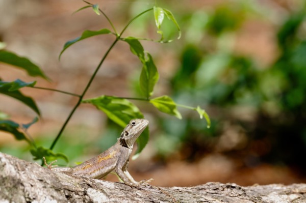 West African Rainbow Lizard (Agama picticauda)