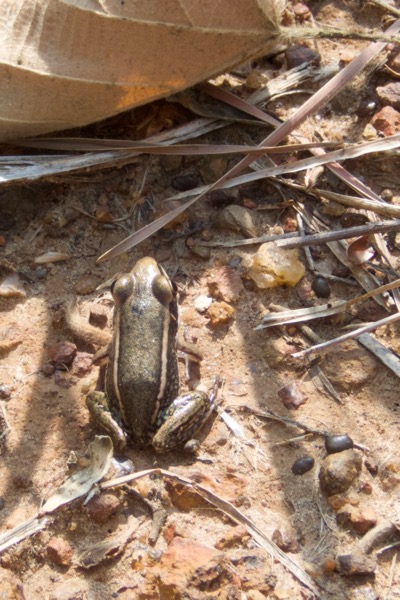 Galam White-lipped Frog (Amnirana galamensis)