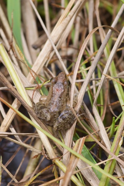 Accra River Frog (Phrynobatrachus accraensis)