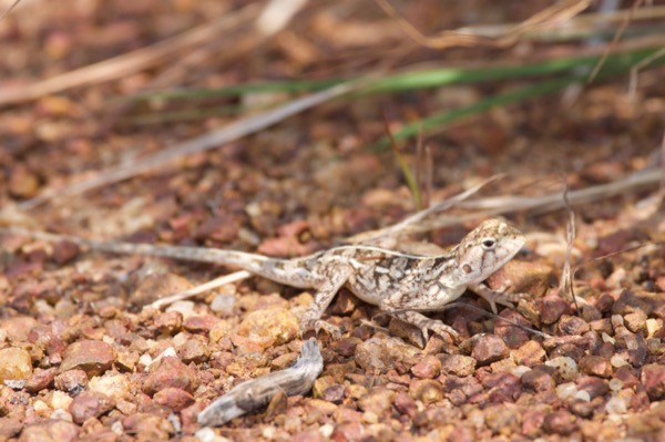 Senegal Agama (Agama sankaranica)