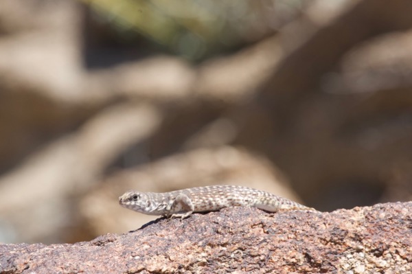 Northern Desert Iguana (Dipsosaurus dorsalis dorsalis)