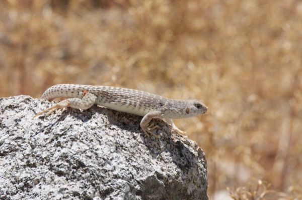 Northern Desert Iguana (Dipsosaurus dorsalis dorsalis)