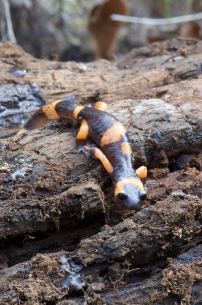 Large-blotched Ensatina (Ensatina eschscholtzii klauberi)