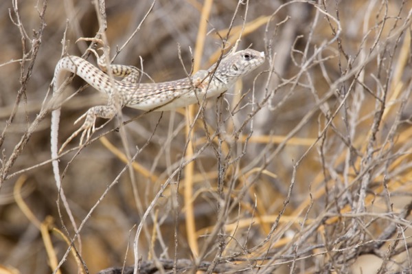 Northern Desert Iguana (Dipsosaurus dorsalis dorsalis)