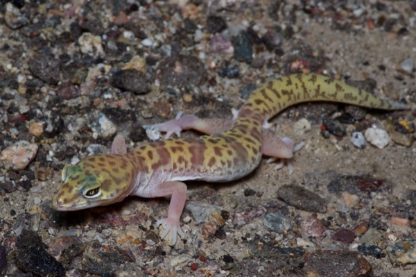 Desert Banded Gecko (Coleonyx variegatus variegatus)