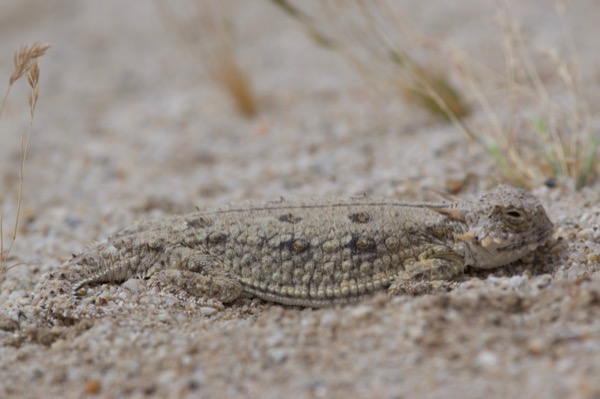 Flat-tailed Horned Lizard (Phrynosoma mcallii)