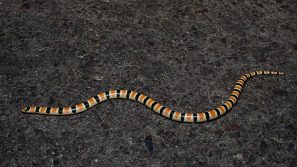 Colorado Desert Shovel-nosed Snake (Sonora annulata annulata)