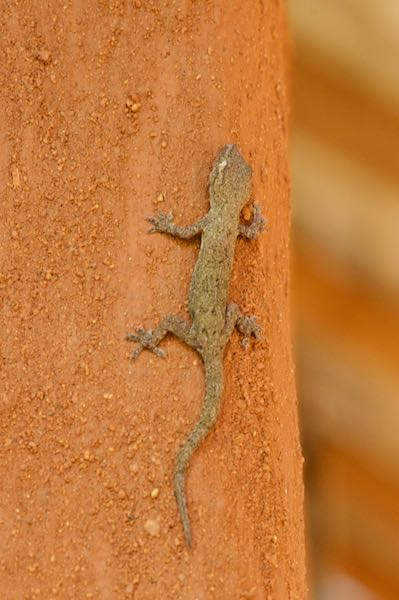 Common House Gecko (Hemidactylus frenatus)