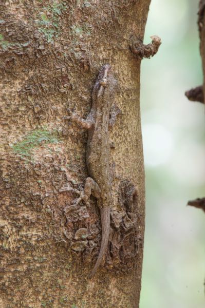 Common House Gecko (Hemidactylus frenatus)