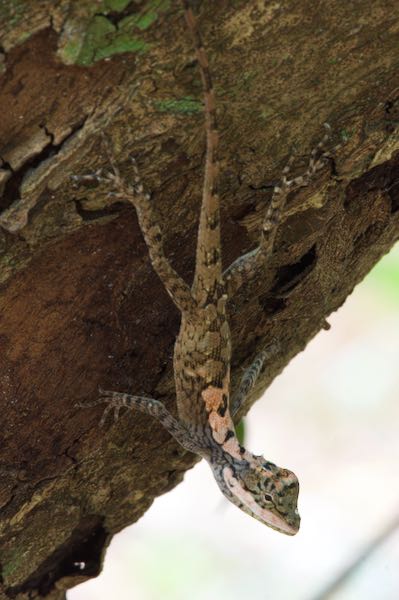 Painted Lip Lizard (Calotes ceylonensis)