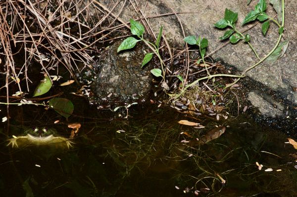 Indian Five-fingered Frog (Euphlyctis hexadactylus)