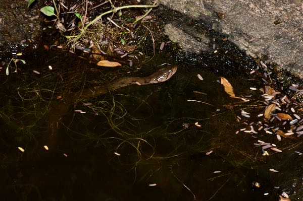 Tikiri Keelback (Fowlea unicolor)