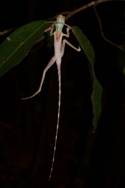 Black-spotted Kangaroo Lizard (Otocryptis nigristigma)