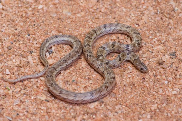 Streaked Kukri Snake (Oligodon taeniolatus ceylonicus)