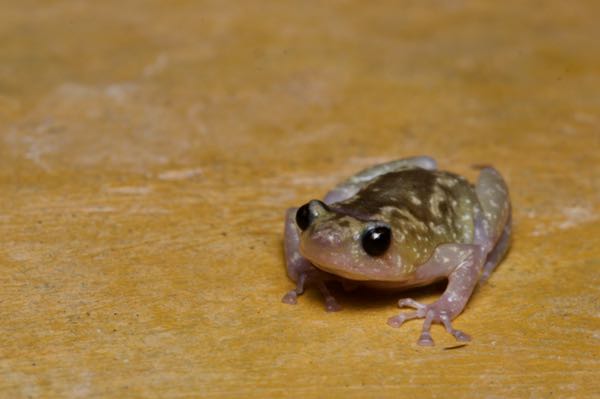 Rohan’s Globular Frog (Uperodon rohani)