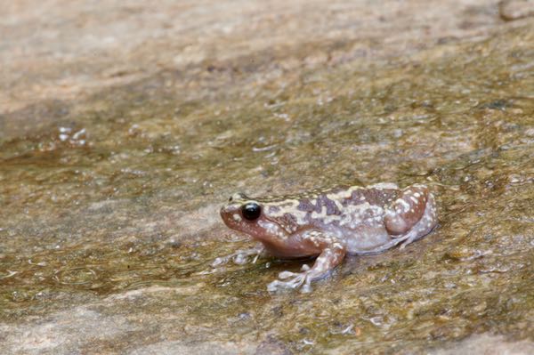 Rohan’s Globular Frog (Uperodon rohani)