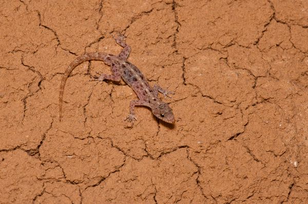 Spotted Round-eyed Gecko (Cnemaspis punctata)