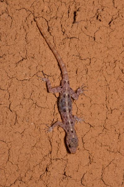 Spotted Round-eyed Gecko (Cnemaspis punctata)