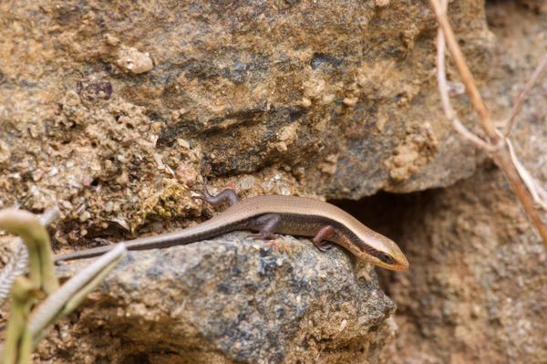 no known English name (Eutropis lankae)