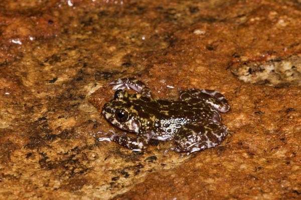 Kirtisinghe’s Rock Frog (Nannophrys marmorata)